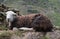 English Lake District Herdwick Sheep