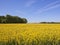 English landscape with yellow flowered rapeseed crops and woodland