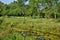 English landscaped garden in the park of Versailles Palace