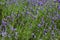 English Lavender also known as Garden Lavender or Narrow Leaved Lavender