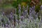 English Lavender Field