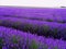 English lavender filed. Blue, purple, violet