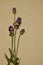 English lavender flower stems on recycled paper background