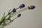 English lavender flower stems on recycled paper background