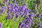English lavender in the garden