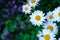 English lawn daisy flowers and and beautiful blurred background. Photo with a copy space