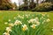 An English Lawn Resplendent in Flowering Narcissi