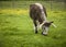 English Longhorn