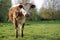 English Longhorn Bull Calf