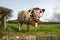 English Longhorn Cattle