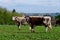 English Longhorn cattle