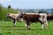 English Longhorn cattle