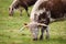 English Longhorn Cattle