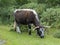 English longhorn cow on a grass verge