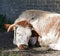 English Longhorn cow, lying down, brick wall