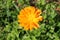 English marigold or Calendula officinalis blooming orange flower with small fly