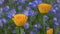 English marigold flowers on baby blue eyes or Nemophila flowerbed