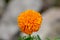 English marigold or Pot marigold blooming dark orange fully open flower covered in small raindrops on rainy day in local garden