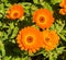 English Marigolds