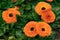 English Marigolds flower in garden