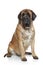 English Mastiff dog