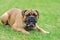 English Mastiff dog