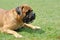 English Mastiff dog