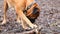 English Mastiff dog breed