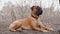 English Mastiff dog breed