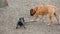 English mastiff and a french bulldog playing