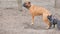 English mastiff and a french bulldog playing