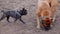 English mastiff and a french bulldog playing