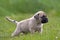 English Mastiff puppy