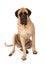 English Mastiff Sitting Serious Expression