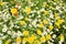 English meadow flowers