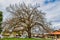 English Oak planted in 1890 by the early settlers of this district