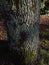 English Oak Quercus robur Tree Trunk Covered in Moss and Lichen Litchen