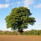 English Oak Tree