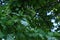 English oak tree is inffected by powdery mildew sick leafs