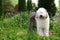 English old sheepdog