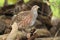 English partridge