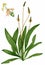 English plantain (Plantago lanceolata)
