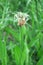 English Plantain (Plantago Lanceolata)