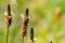 English Plantain Plantago lanceolata blooming on a meadow, San Francisco bay area, California