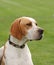 English Pointer