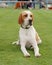 English Pointer