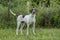 English Pointer bird dog