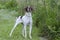 English Pointer bird dog