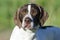 English Pointer bird dog