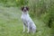 English Pointer bird dog